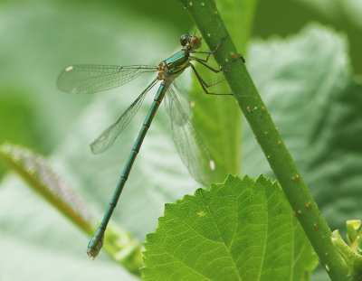 Willow Emerald Damselfly