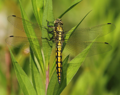 Black-tailed Skimmer