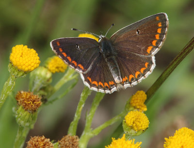 Brown Argus