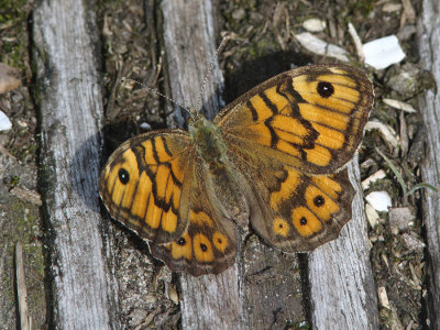 Wall Brown