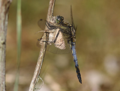 Black-tailed Skimmer