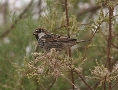 Spanish Sparrow