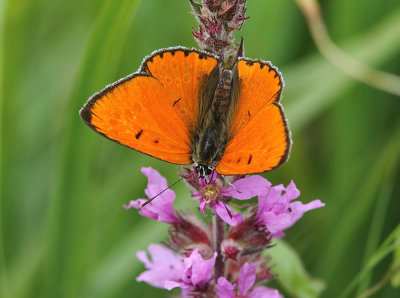 Large Copper