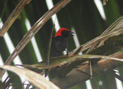 Red-vented Malimbe