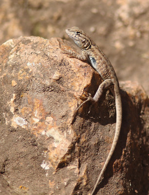 Side-blotched Lizard 