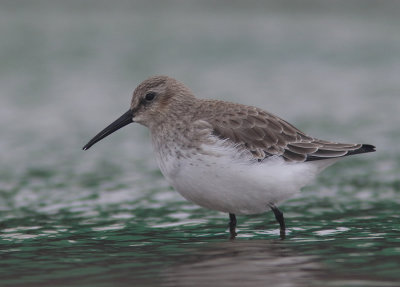 Dunlin