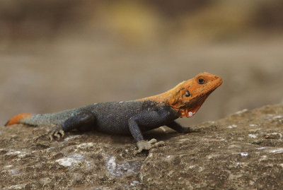 Red Headed Agama Lizard