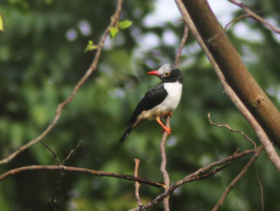 Red-billed Helmetshrike