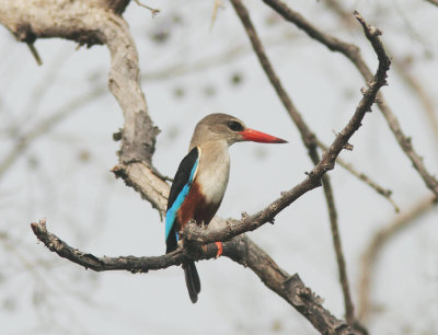 Grey-headed Kingfisher 