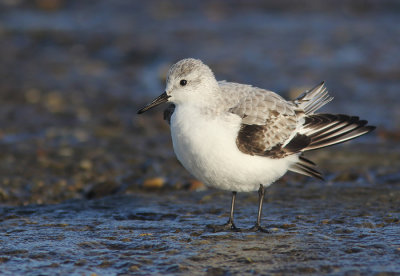 Sanderling