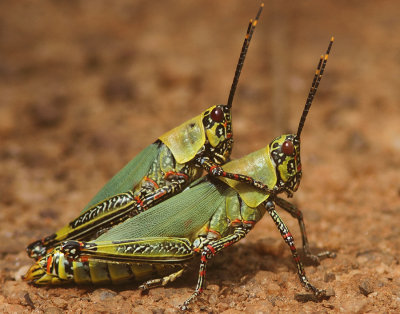 Variegated grasshopper 