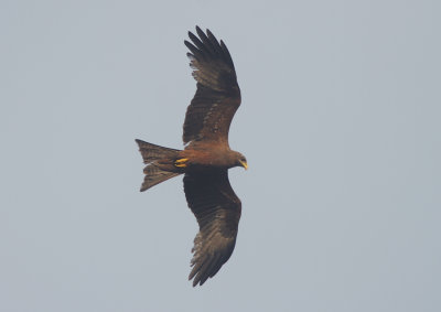 Yellow-billed Kite