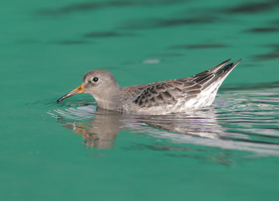 Purple Sandpiper