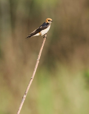 Lesser Striped Swallow