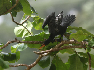 Long-tailed Cormorant