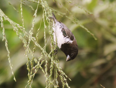 Bronze Manakin