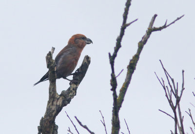 Parrot Crossbill