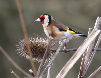 Goldfinch