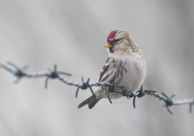 Redpoll