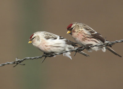 Arctic Redpoll