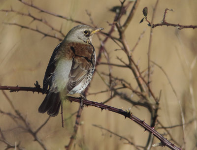 Fieldfare