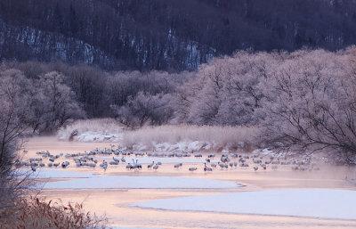 Red-crowned Crane