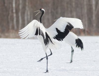  Red-crowned Crane