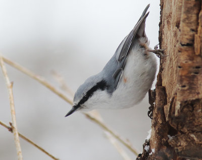 Eurasian Nuthatch