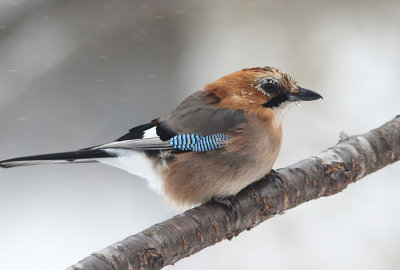 Eurasian Jay