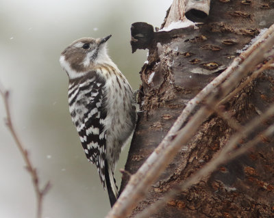 Japanese Pygmy Woodpecker ssp seebohmi