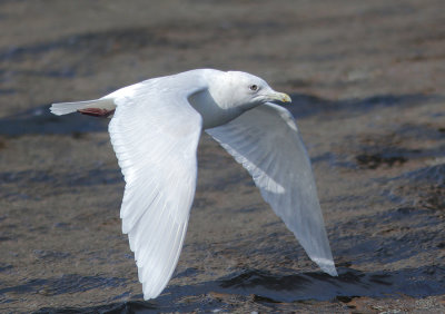 Iceland Gull