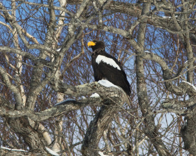 Steller's Sea Eagle