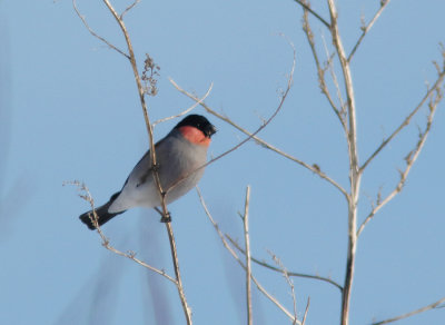 Eurasian Bullfinch