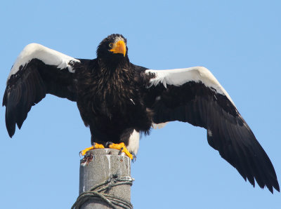 Steller's Sea Eagle