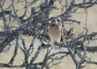 Short-eared Owl