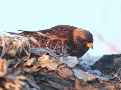 Asian Rosy Finch