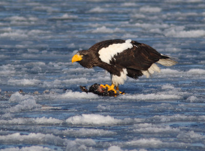 Steller's Sea Eagle