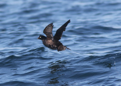 Crested Auklet