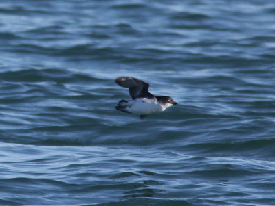 Least Auklet