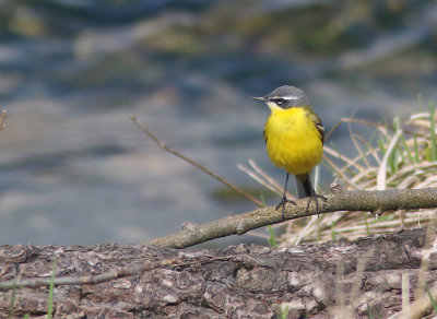 Blue-headed Wagtail