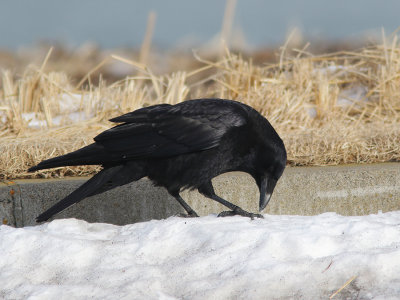 Eastern Carrion Crow