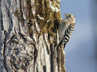 Japanese Pygmy Woodpecker ssp seebohmi