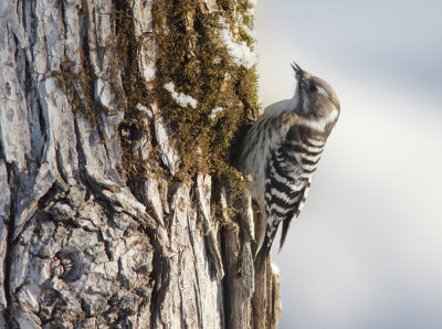 Japanese Pygmy Woodpecker ssp seebohmi
