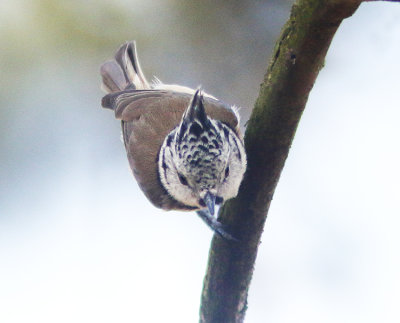 Crested Tit