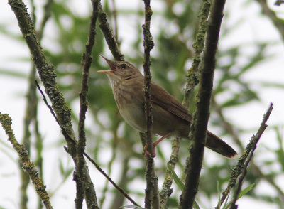 River Warbler