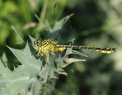 River Clubtail