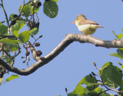 Melodious Warbler