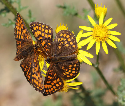 Heath Fritillary