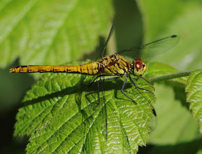 Ruddy Darter