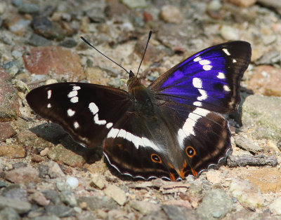 Purple Emperor